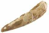 Bargain, Fossil Pterosaur (Siroccopteryx) Tooth - Morocco #360002-1